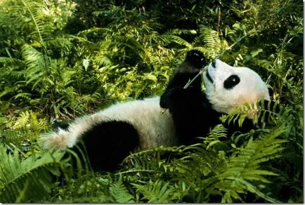 Panda - egy különös természet gyermeke