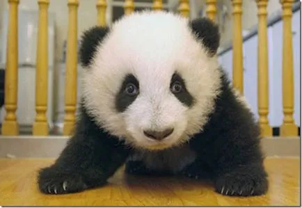 Panda - egy különös természet gyermeke