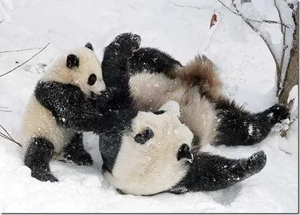 Panda - egy különös természet gyermeke