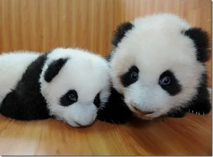 Panda - egy különös természet gyermeke