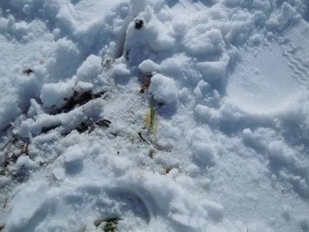 Téli növények vetés, talajművelés, a halál oka