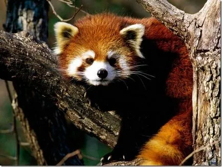 Panda - egy különös természet gyermeke