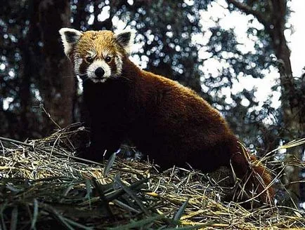 Pandas - ez