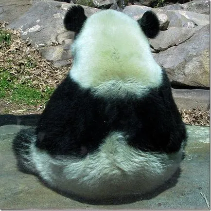 Panda - egy különös természet gyermeke