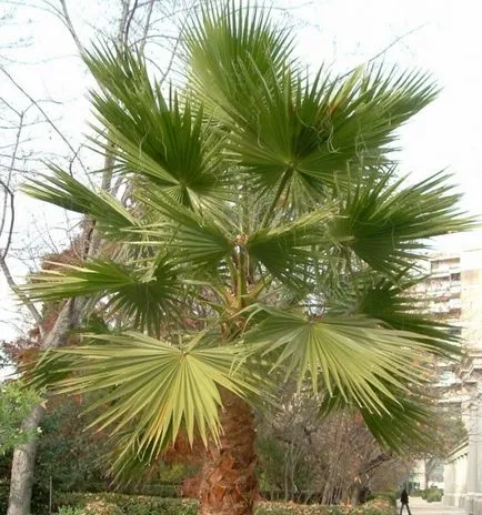 Palma Washington Picture, otthoni gondozást
