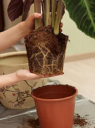 Transzplantációs szobanövények tippek