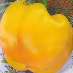 Pepper gogoshary leírás