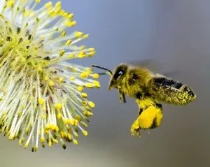 Virágpor és hasznos gyógyszer tulajdonságait, hogyan lehet (mint például a pollen venni) Bee pollen hasznos és terápiás tulajdonságokkal, mint vevő