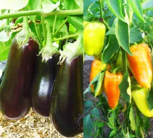 Paprika és padlizsán, üvegházban, hogyan lehet egy jó termés