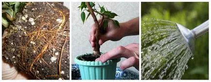 Átültetést és reprodukciója Ficus benjamina hogyan otthon