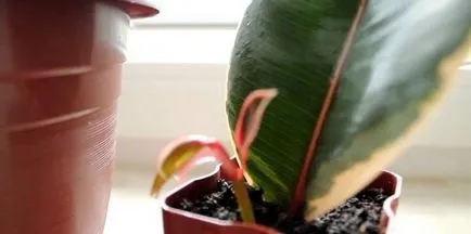 Átültetést és reprodukciója Ficus benjamina hogyan otthon