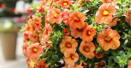 Petunia - ellátás és a művelési otthon magról