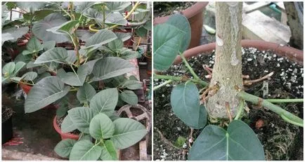 Átültetést és reprodukciója Ficus benjamina hogyan otthon