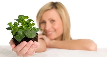 Transzplantációs szobanövények tippek