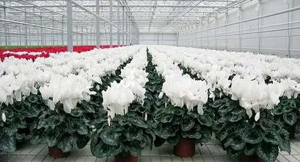 Ciklámen transzplantáció egyszerű és megfizethető (transzplantációs) Ciklámen transzplantáció egyszerű és megfizethető
