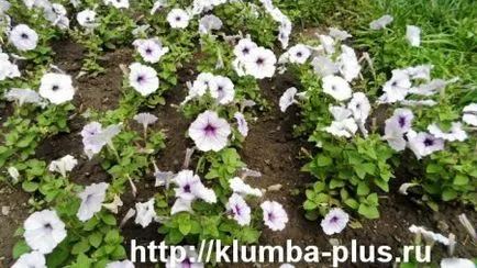Petunia - növekvő magról
