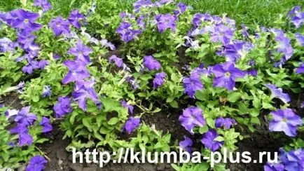 Petunia - növekvő magról