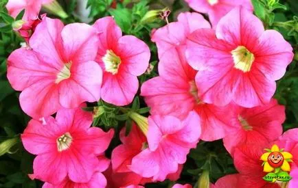 Petunia ellátás és a növekvő otthon (ellátás) Petunia ellátás és termesztése az otthoni