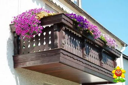 Petunia ellátás és termesztése az otthoni (petúnia) Petunia ellátás és termesztése az otthoni