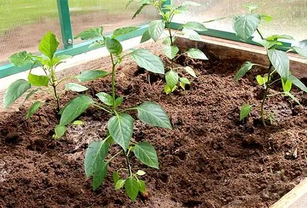 Pepper - ültetés és ápolás az üvegházban, pasynkovanie olyan módon, hogy a hozam növelése
