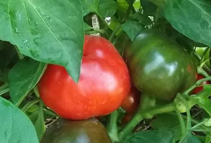 Pepper gogoshary leírás