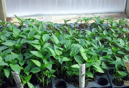 Pepper - ültetés és ápolás az üvegházban, pasynkovanie olyan módon, hogy a hozam növelése