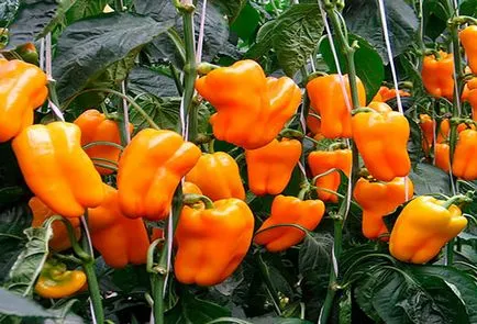 Pepper - ültetés és ápolás az üvegházban, pasynkovanie olyan módon, hogy a hozam növelése