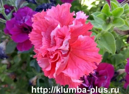 Petunia - növekvő magról