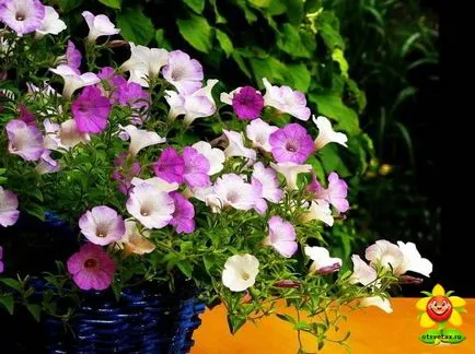 Petunia ellátás és termesztése az otthoni (növekvő) Petunia ellátás és termesztése az otthoni