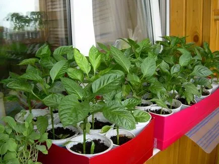 Paprika és padlizsán, üvegházban, hogyan lehet egy jó termés