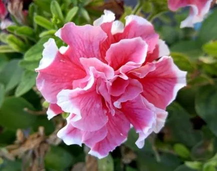 Petunia - növekvő magról