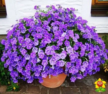 Petunia ellátás és termesztése az otthoni (petúnia) Petunia ellátás és termesztése az otthoni