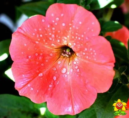 Petunia ellátás és termesztése az otthoni (növekvő) Petunia ellátás és termesztése az otthoni