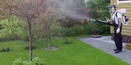Orchard - hogyan lehet biztosítani maguknak gazdag termés videó