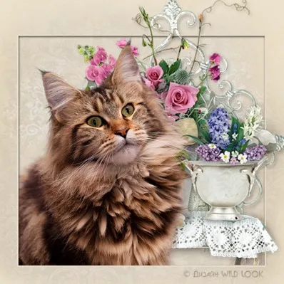 Faiskola Maine Coon Moszkvában és más városokban, magán tenyésztő