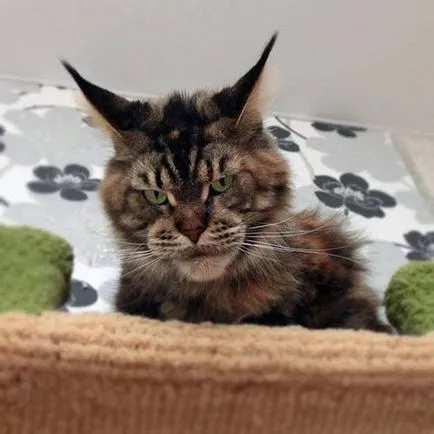 Faiskola Maine Coon Moszkvában és más városokban, magán tenyésztő