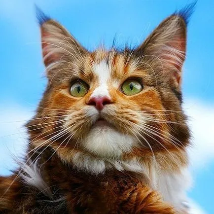Faiskola Maine Coon Moszkvában és más városokban, magán tenyésztő