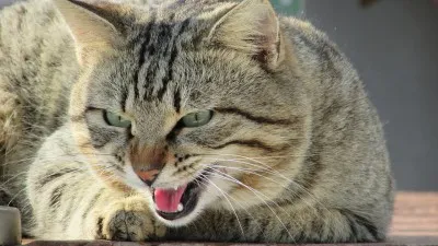 Miért a macska elveszti bajuszát csinálni (cat) Miért a macska elveszti bajuszát csinálni