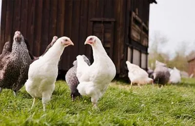 Miért nem szülnek tojótyúkok, mint (a teendő ebben az esetben) Miért nem szülnek tojótyúkok, mint