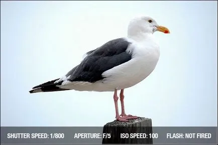 Beach tippeket, vagy hogyan lehetne javítani a nyári képek (expozíció a fotó) Beach tippeket, vagy hogyan lehetne javítani a nyári fotók
