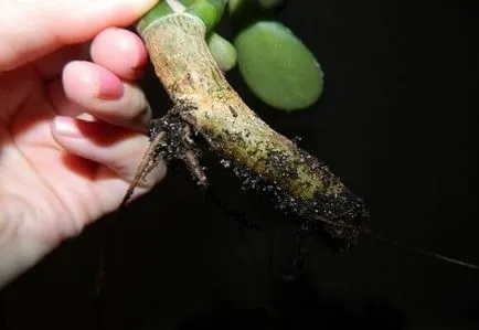 Miért nem nő a pénz fa vagy meghal, mit kell tenni, hogy megmentse őt a videó és a képek (monetáris) Miért nem nő a pénz fa vagy meghal, mit kell tenni, hogy megmentse a fotó és videó