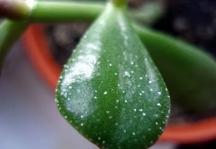 Miért nem nő a pénz fa vagy meghal, mit kell tenni, hogy megmentse őt a videó és a képek (növekvő) Miért nem nő a pénz fa vagy meghal, mit kell tenni, hogy megmentse a fotó és videó