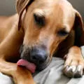 Miért süt a nap egyszerű válaszokat bonyolult kérdésekre (a nap) Miért egyszerű válaszokat bonyolult kérdésekre süt a nap