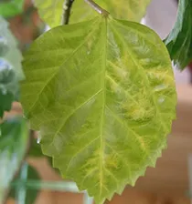 Miért hibiszkusz levelek sárgák, és leesik (levél) Miért hibiszkusz levelek sárgák, és leesik