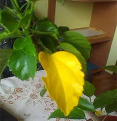 Miért hibiszkusz levelek sárgák, és leesik (ősz) Miért hibiszkusz levelek sárgák, és leesik