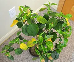 Miért hibiszkusz levelek sárgák, és leesik (ősz) Miért hibiszkusz levelek sárgák, és leesik