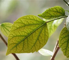 Miért hibiszkusz levelek sárgák, és leesik (hibiszkusz) Miért hibiszkusz levelek sárgák, és leesik
