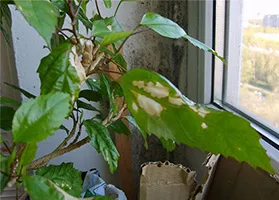 Miért hibiszkusz levelek sárgák, és leesik (ősz) Miért hibiszkusz levelek sárgák, és leesik
