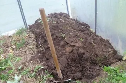 Miért sárga petefészek uborka az üvegházban, mit kell tenni