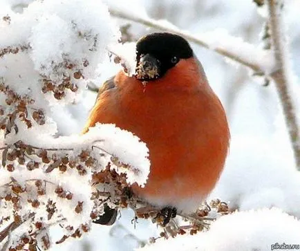 Miért Bullfinches váltak ritka a városi területeken (acél) Miért Bullfinches váltak ritkaság a városokban